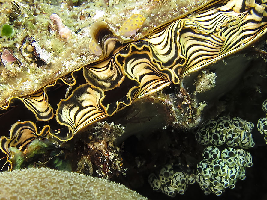 Pinna nobilis